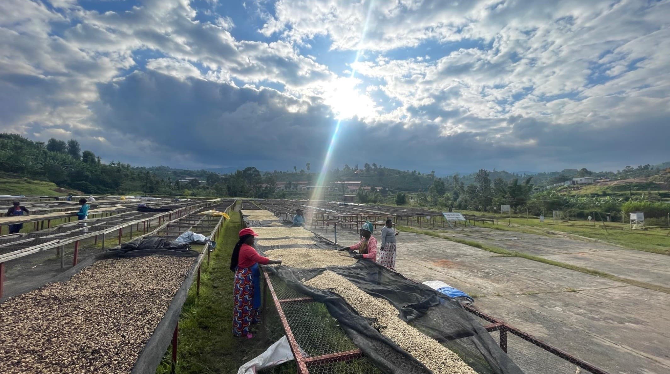 Coffee drying beds at a washing station in Karongi, Rwanda
